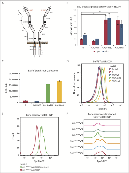 Figure 3. CALR mutants activate TpoR mutant R102P, which is traffic-deficient and is not localized at the cell surface. (A) Schematic representation of TpoR R102P with the position of the mutation and N-glycosylations in the extracellular domain. (B) Transcriptional activity of CALR mutants in the presence of TpoR R102P. Values shown represent the average of 3 independent experiments, each performed with 3 biological replicates ± standard error of the mean. **P < .01. Statistical analysis (jmp pro12) was performed by the nonparametric multiple comparisons Steel test with a control group. (C) Long-term (selection) proliferation assays for TpoR R102P in the presence of CALR mutants. (D) Cell surface localization of TpoR R102P in the presence of CALR mutants measured by flow cytometry. Flow cytometry analysis using an anti-human TpoR (CD110) of retrovirally transduced bone marrow cells from C57Bl6 mice expressing either TpoR R102P alone or together with CALR del52 (E), or bone marrow cell from KI-Calr del52/WT mice transduced or not with TpoR R102P (F).