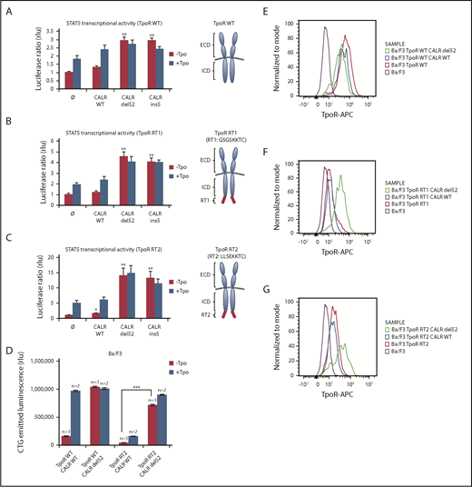 Figure 4. CALR mutants activate and rescue cell surface expression of mutated TpoR harboring a retention signal in its C-terminal domain. STAT5 transcriptional activity in γ2A cells of CALR mutants when coexpressed with TpoR WT (A), TpoR RT1 (B), and TpoR RT2 (C). Values shown represent the average of 3 independent experiments each done with 3 biological repeats ± standard error of the mean. (D) Autonomous growth at 72 hours, as determined by CTG assays of Ba/F3 cells expressing the indicated CALR and TpoR WT or RT2. Cells were infected with retroviruses coding for WT or mutant CALR and WT TpoR or TpoR RT2. Similar expression was determined by flow cytometry for markers downstream of the IRES of the retroviral vectors (mCherry for CALR and GFP for TpoR variants). Shown are means ± standard error of the mean. Kruskal-Wallis test with Steel posttest at 5% significance level. ***P < .001. Flow cytometry analysis of cell surface expression of the TpoR WT (E), TpoR RT1 (F), and TpoR RT2 (G) coexpressed or not with CALR WT or CALR del52. ICD, intracellular domain; RT, retention signal.