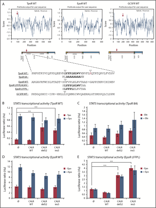Figure 5. The importance of the hydrophobic sequence in D1D2 domain for TpoR activation. (A) In silico analysis showing that the hydrophobic sequence in TpoR, EpoR, and GCSFR was performed with ExPASy ProtScale by using the scale Hphob. / Roseman. The presence of a hydrophobic patch in the extracellular domain is observed in TpoR and GCSFR but not EpoR, as shown in the graphs. Below the graphs are schematic representations of receptor domains comprising a hydrophobic signal peptide, ECD, hydrophobic transmembrane domain (TMD), and ICD. The red arrows indicate the hydrophobic cluster in ECD corresponding to the maximal hydrophobic peak in the TpoR and GCSFR sequences. Eventually, sequence alignment of the region surrounding hydrophobic cluster (bold residues) was performed with CLUSTAL Ω (1.2.1) multiple sequence alignment tool. Sequence of mutants TpoR 8A and EpoR LFFPL were also indicated. STAT5 transcriptional activity of CALR mutants when coexpressed with TpoR WT (B), TpoR 8A (C), EpoR WT (D), and the minimally changed EpoR LFFPL (E). Values shown represent the average of 3 independent experiments each done with 3 biological repeats ± standard error of the mean. ***P < .001. Statistical analysis (jmp pro12) was performed by using the nonparametric multiple comparisons Steel test with a control group (±1 µg/ml Eltrombopag; ±10 U/ml Epo; ±10 ng/ml Tpo).