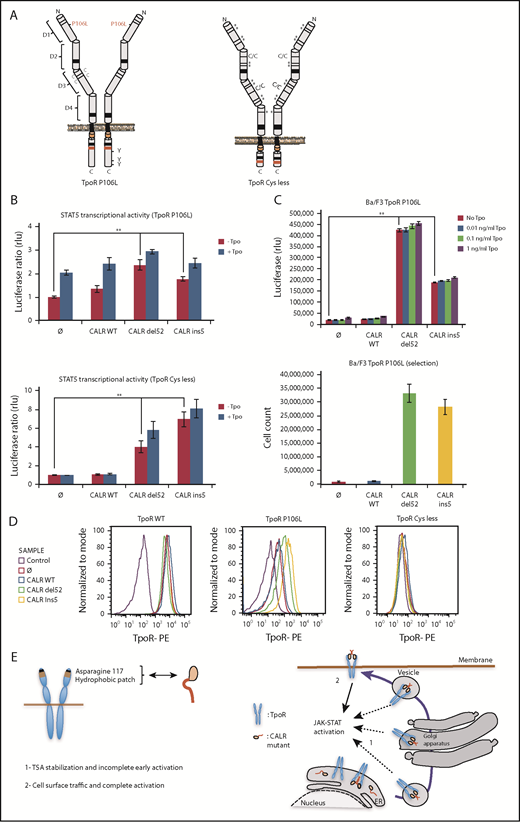 Figure 6. Receptor cell surface localization is required for complete transforming activity of CALR mutants in Ba/F3 cells. (A) Schematic representation of TpoR P106L and TpoR Cys less showing the mutated residues. The activating effect of CALR mutants on a series of mutated receptors measured by luciferase assay (B), short-term proliferation assay (C, upper graph) and long-term proliferation assay (C, under graph), and the cell surface localization of the receptors measured by flow cytometry (D). Values shown in the luciferase assay and short-term proliferation assay represent the average of 3 independent experiments each done with 3 biological repeats ± standard error of the mean, and values shown in the long-term proliferation assay correspond to 3 replicates ± standard error of the mean. Statistical analysis (jmp pro12) was performed by using the nonparametric multiple comparisons Steel test with a control group. (E) Cartoon showing mechanisms of action for CALR mutants requiring binding to TpoR through Asn117 and a hydrophobic patch near the Asn117 site (left cartoon). The oncogenic effect of CALR mutants requires binding and stabilization of the receptor, exit from the ER, and traffic through the secretory pathway. Intracellular TpoR/CALR mutant complexes can induce an incomplete early signal (right cartoon, 1). Only cell surface localization of this complex leads to complete activation and cell transformation (right cartoon, 2).