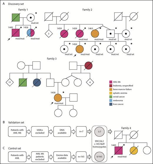 Figure 1. Families in this study and the selection process of patient data. Individuals who have been genotyped for the ERCC6L2 c.1457delT mutation are marked with an asterisk (*). Black dots (•) represent heterozygous carriers of the mutation. Probands in each family are marked with arrows. (A) Families (1-3) in the discovery set. Family 1: patient 1445 was age 38 years when referred to hematologist because of pancytopenia. His BM was dysplastic with strong erythroid predominance and an excess of myeloid blasts. Aiming at allogeneic hematopoietic stem cell transplantation (HSCT), his 36-year-old sister (patient 1458) was examined as a donor candidate. Tests revealed peripheral blood cytopenias. The following BM examination revealed MDS, which quickly progressed to AML M6. She died as a result of refractory leukemia. Patient 1445 underwent HSCT from a registry donor but relapsed quickly with a therapy-resistant AML M6 and died as a result of the disease. Family 2: the index patient (1450) age 18 years was diagnosed with BMF of unknown origin and referred to the hematology department in 2018. Her 2 paternal aunts (patients 1459 and 1439) had died as a result of AML M6. The twin sister (patient 1463) of the index’s father had mild thrombocytopenia and was diagnosed with BMF and 3 acquired TP53 mutations along with this study. Family 3: patient 1438 had spontaneously recovered from aplastic anemia in her childhood. At age 31 years, while pregnant, she was identified as having persistent thrombocytopenia. A next-generation sequencing myeloid gene panel on her peripheral blood sample detected a somatically mutated TP53 clone. BM samples showed severe BMF. (B) Analysis of the validation set. One (patient 1443) of 7 AML M6 patients was found homozygous for ERCC6L2 c.1457delT. Family 4: patient 1443 was age 65 years when diagnosed with AML M6. His sister had died as a result of severe aplastic anemia (or BMF) at a young age. (C) No ERCC6L2 c.1457delT homozygotes were found in the control set of 165 AML patients with other subtypes. Mut, mutated; tAML, therapy-related AML; wt, wild type.