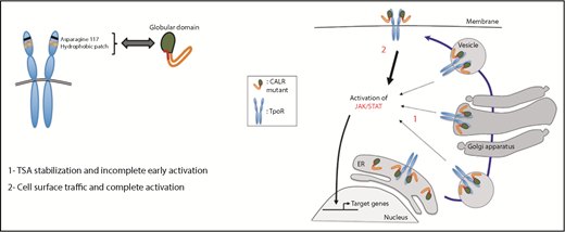 Diagram of the principle features of the mutated CALR–TpoR interaction leading to cell surface transport from the ER, TpoR activation, and signal transduction. See Figure 6E in the article by Pecquet et al that begins on page 2669.