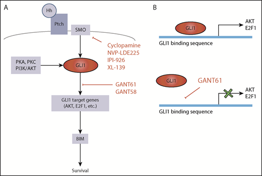 Hedgehog pathway targets for potential therapeutic attack. (A) GLI1 activation is central in the Hh pathway. In the absence of mutations, canonical GLI1 activation occurs following binding of Hh protein to Ptch receptor and consequent activation of SMO. GLI1 can also be induced by PKA, PKC, or PI3K/AKT (SMO-independent GLI1 activation). Hh signaling can be inhibited by constructs that target SMO or by inhibitors of GLI1-induced transcription. (B) GANT61 is a GLI1 antagonist that inhibits GLI1-induced transcription by binding to the GLI1 consensus sequence in the promoters of the target genes.