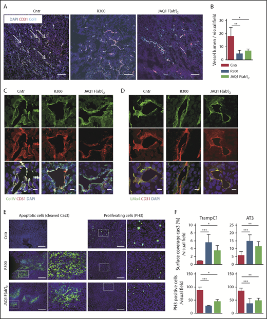 Figure 2. Decreased proliferation and increased apoptosis in TrampC1 and AT-3 primary tumors upon GPVI blockade. (A) AT-3 primary tumors 18 hours after antibody treatment stained for CD31 (red), Col I (cyan), and 4′,6-diamidino-2-phenylindole (DAPI; blue). Scale bars, 100 µm. (B) For quantification of the amount of vessels with lumen, the average of 10 visual fields per mouse was calculated (n > 4). (C) AT-3 primary tumors 18 hours after antibody treatment stained for CD31 (red), Col IV (green), and DAPI (blue). Scale bars, 10 µm. (D) AT-3 primary tumors 18 hours after antibody treatment stained for CD31 (red), LMα4 (green), and DAPI (blue). Scale bars, 10 µm. Data are presented as mean ± SEM. (E) TrampC1 primary tumors 18 hours after antibody treatment stained for phospho-histone H3 (PH3) and cleaved caspase-3 (Cas3). Scale bars, 250 µm. (F) For quantification in the (left) TrampC1 model with n > 5 and (right) AT-3 model with n > 4, the average from 10 visual fields per mouse was calculated. ***P < .001, **P < .01, and *P < .05; Kruskal-Wallis with Dunn’s multiple comparisons test.
