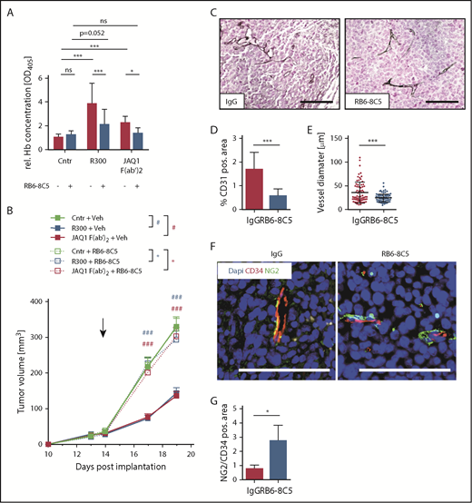 Figure 4. Vessel normalization by Ly6G+ WBC depletion with GPVI blockade reverts its effect on tumor growth. AT-3 tumor-bearing C57BL/6 mice were treated with RB6-8C5 antibody to deplete Ly6G+/Ly6C+ cells or with a vehicle control (saline) 48 hours before treatment with IgG control, R300, or the GPVI-blocking antibody. (A) After 18 hours, the relative hemoglobin content was measured (n ≥ 10; 2-way analysis of variance with Tukey’s multiple comparison test). (B) The tumor volume was measured every second day. Data are presented as mean ± SEM. ***/###P < .001, **/##P < .01, and */#P < .05 (where * stands for the group threated with the RB6-8C5 and # for the vehicle in the respective color); Kruskal-Wallis with Dunn’s multiple comparisons test. (C) Representative images of AT-3 tumor sections stained for CD31. Scale bars, 100 µm. (D) Vessel density after depletion of Ly6G+/Ly6C+ cells (n = 10; mean ± SEM). (E) Vessel diameter after depletion of Ly6G+/Ly6C+ cells. (F) Tumor sections stained for CD34 and the pericyte marker NG2. Scale bars, 100 µm. (G) Quantification of CD34+ and NG2+ areas in tumor sections after depletion of Ly6G+/Ly6C+ cells (n = 4; mean ± SD). ***P < .001, **P < .01, and *P < .05; Kruskal-Wallis with Dunn’s multiple comparisons test. ns, not significant.