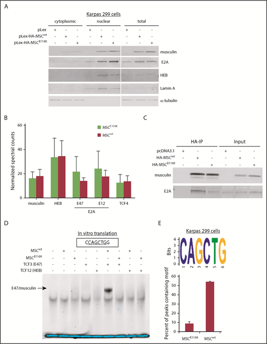 Figure 2. MSCE116K disrupts musculin DNA binding but not protein interactions. (A) MSCwt and MSCE116K were expressed primarily in the nuclear fraction in Karpas 299 cells. MSCE116K is expressed more highly than MSCwt. A representative example from 3 independent experiments is shown. (B) Immunoprecipitation of HA-tagged MSCwt and MSCE116K in Karpas 299 cells, followed by mass spectrometry, revealed similar musculin:E-protein interactions. There was a slightly increased interaction between MSCE116K and E2A isoforms, although none of the differences was statistically significant. Data are shown as mean ± SD from 3 independent experiments. See also supplemental Table 5. (C) Western blot of immunoprecipitated musculin and E2A from experiment shown in (B). Input is also shown. (D) Electrophoretic mobility shift assay of proteins generated by in vitro translation of the indicated genes showed binding of E47/musculin heterodimers to the musculin-binding E-box motif CAGCTG in the presence of MSCwt but not MSCE116K. A representative example from 4 independent experiments is shown. (E) ChIP-seq for HA-tagged MSCwt and MSCE116K in Karpas 299 cells identified the CAGCTG E-box motif as the primary motif for MSCwt (E-value = 1.40E−176) but not for MSCE116K. See also supplemental Figure 8.