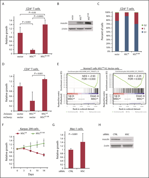 Figure 3. MSCE116K promotes growth of normal and neoplastic T cells. (A) MSCwt inhibited cell growth in normal CD4+ T cells stimulated with anti-CD3/CD28. Growth inhibition was completely reversed by MSCE116K with an additional trend toward increased growth over baseline control. (B) Western blot of musculin expression in cells from the experiment shown in (A). (C) MSCwt inhibited cell cycle progression via G1 arrest; G1 arrest was reversed by MSCE116K. (D) Coexpression of normal CD4+ T cells with MSCwt and MSCE116K rescued cells from the growth inhibition induced by MSCwt alone. Cells were flow sorted for ZsGreen and mCherry double positivity prior to evaluation. Representative results from 3 independent experiments. The Student t test was used to compare results. (E) GSEA of genes differentially expressed in CD4+ T cells overexpressing MSCwt vs control-transduced cells showed depletion of genes encoding MYC and E2F targets. (F) Overexpression of MSCwt inhibited growth in MSClow Karpas 299 cells, whereas overexpression of MSCE116K promoted growth. Data show growth relative to vector control in a competitive growth assay; error bars reflect 3 independent experiments. (G) Small interfering RNA (siRNA) knockdown of MSC increased cell growth in MSChigh Mac-1 cells relative to cells treated with a control siRNA. Data reflect 3 independent experiments. The Student t test was used to compare results. (H) Western blot of musculin expression in cells from the experiment shown in (G). *P < .05, MSCwt vs MSCE116K.