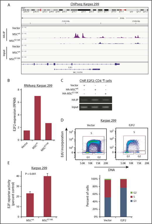 Figure 4. E2F2 is a transcriptional target of MSCwt that inhibits the cell cycle in ALCL cells. (A) ChIP-seq in Karpas 299 cells showed binding of MSCwt, but not MSCE116K, to several sites upstream and downstream of the E2F2 transcriptional start site. NR_110799 represents an uncharacterized noncoding RNA gene, LOC101928163, which was not expressed at the RNA level in any of the samples. The data shown are from the same ChIP-seq experiment as the motif analysis shown in Figure 2E. (B) Corresponding RNAseq data showed a 4.7-fold induction of E2F2 expression in Karpas 299 cells transduced with MSCwt compared with vector-only control that was largely reversed by MSCE116K. Representative results from 2 independent experiments. (C) ChIP in normal T cells confirmed MSCwt binding to E2F2. (D) Overexpression of E2F2 in Karpas 299 cells, which have low basal levels of MSC and E2F2, inhibited cell cycle progression via G1 arrest. (E) MSCE116K increased E2F reporter activity in luciferase assays, consistent with its ability to block expression of repressive E2F2. Data reflect 3 independent experiments and are shown as mean ± SD. The Student t test was used to compare results. RPKM, reads per kilobase of transcript per million mapped reads.
