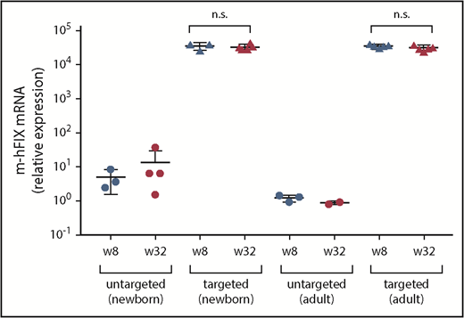 Figure 3. Transgene expression in liver samples collected at 8 and 32 weeks after treatment with dual vectors for gene targeting as neonates or adults. Chimeric m-hFIX mRNA levels in liver measured by reverse-transcription qPCR using primers/probe spanning the junction of murine and hFIX cDNA. Liver samples were collected from targeting vector–treated FIX-KO mice at 8 weeks after vector treatment via two-thirds partial hepatectomy and at 32 weeks during necropsy. Untargeted control mice were euthanized at 8 and 32 weeks after vector treatment for liver collection. Each circle represents an individual mouse. Data are mean ± SD. A 2-tailed Mann-Whitney U test was used to compare m-hFIX mRNA levels at weeks 8 and 32. n.s., not statistically significant.