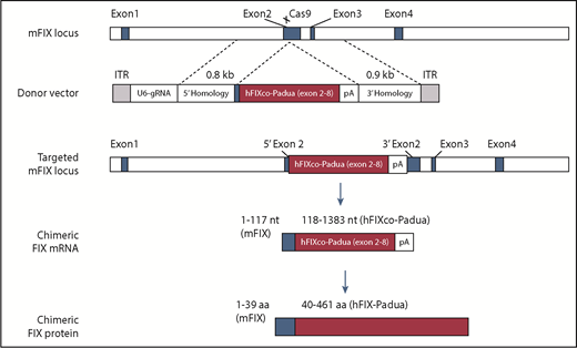Schematic diagram shows the Cas9 target site located on exon 2 of the mouse FIX locus. Following homologous recombination with the AAV donor vector containing partial complementary DNA of codon-optimized hFIX-Padua, a chimeric FIX messenger RNA is transcribed from the modified FIX locus which is then translated to a chimeric FIX protein. See Figure 1 in the article by Wang et al that begins on page 2745.