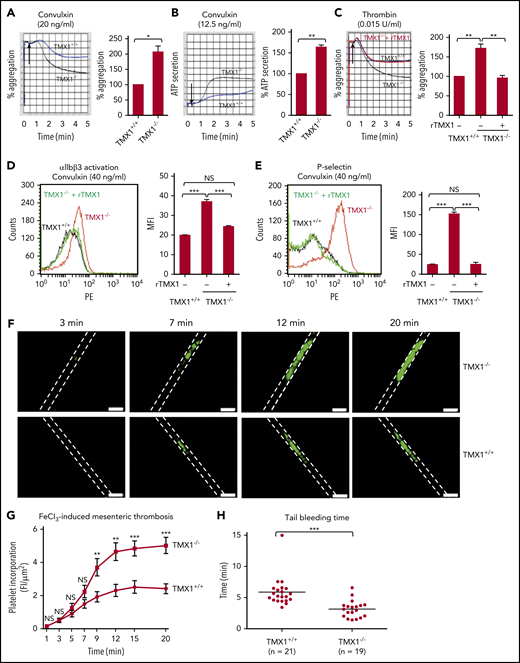 Figure 2. Deficiency in TMX1 potentiates platelet function and thrombosis and shortens bleeding times in mice. Convulxin-induced (A) and thrombin-induced (C) aggregation and convulxin-induced ATP release (B) for platelets from wild-type (TMX1+/+) and TMX1-deficient (TMX1−/−) mice. (C) rTMX1 (2 μM) was added to TMX1-null platelets 5 minutes prior to platelet activation. Representative tracings (left panels) and combined results (right panel); data are mean ± standard error of the mean (SEM), n = 4 (A-B), n = 5 (C). *P < .05, **P < .01, Student t test (A-B), analysis of variance (C). TMX1-deficient platelets have enhanced convulxin-induced activation of αIIbβ3 (detected by the JON/A activation-dependent antibody) (D) and P-selectin expression (E). Adding rTMX1 (2 μM) 5 minutes prior to platelet activation reverses the increased aggregation and P-selectin expression. Representative line graphs (left panels) and combined results (right panels); data are mean ± SEM, n = 4. Platelets from wild-type littermate control or TMX1-deficient mice were stimulated with convulxin for 5 minutes, followed by flow cytometry analysis. ***P < .001, analysis of variance. (F) Incorporation of platelets into a growing thrombus in TMX1+/+ and TMX1−/− mice was detected by Alexa Fluor–488 anti-CD41 after an FeCl3 (3.5%)–induced mesenteric arterial injury. Images were taken at 3, 7, 12, and 20 minutes. Dashed lines mark the vessel wall. Scale bars, 200 μm. Mean vessel diameters: TMX1+/+ mice, 94.34 ± 3.20 μm; TMX1−/− mice, 93.71 ± 5.71 μm (P = not significant). (G) Composite of fluorescent intensity per area (FI/μm2) in TMX1+/+ mice (n = 13 from 4 mice) and TMX1−/− mice (n = 13 from 3 mice); data are mean ± SEM. **P < .01, ***P < .001, Student t test. (H) Tail bleeding time in TMX1+/+ and TMX1−/− mice; data are mean ± SEM. ***P < .001, Student t test. NS, not significant.