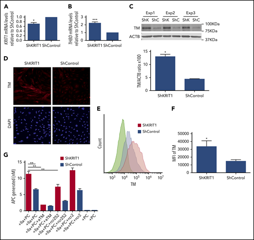 Figure 2. Loss of KRIT1 increases TM in human brain endothelial cells. hCMEC/D3 cells were transduced with short hairpin KRIT1 (shKRIT1) or short hairpin scrambled control (shControl) using lentivirus. (A) shKRIT1 induced an ∼30% decrease in KRIT1 mRNA in hCMEC/D3 cells, as determined by real-time quantitative PCR (RT-qPCR). (B) KRIT1-depleted hCMEC/D3 cells expressed ∼2-fold as much TM mRNA as did ShControl cells (SEM, n = 4). (C) Silencing of KRIT1, using shKRIT1, in hCMEC/D3 cells resulted in an ∼2.9-fold increase in TM protein levels (SEM, n = 3). (D) Representative confocal images of TM (red) staining in hCMEC/D3 cells transduced with shKRIT1 or shControl. Nuclei were counterstained with DAPI (blue). Scale bar, 200 μm (n = 2). (E) Relative abundance of TM in hCMEC/D3 cells transduced with shKRIT1 or shControl, as assessed by flow cytometry. (F) Mean fluorescence intensity (MFI) of membrane-bound TM in shKRIT1 compared with shControl-transduced hCMEC/D3 cells in (B) (SEM, n = 3). (G) Assessment of protein C activation on hCMEC/D3 cells transduced with shKRIT1 or shControl. Thrombin (IIa) and protein C (PC) were added to shKRIT1 or ShControl brain endothelial cells in the presence or absence of blocking antibodies anti-TM (aTM) or anti-EPCR (rcr252). The nonblocking anti-EPCR (rcr2) antibody was used as control (SEM, n = 3). *P < .05, **P < .01, ***P < .001, Student t test.