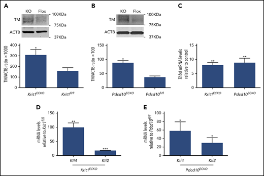 Figure 3. Inactivation of Krit1 or Pdcd10 increases the expression of TM in murine brain endothelial cells. (A) Quantification of TM protein from 3 independent biological replicates in Krit1ECKO (KO) BMECs compared with Krit1fl/fl (Flox) BMECs (SEM, n = 3). (B) Quantification of TM protein from 3 independent biological replicates in Pdcd10ECKO (KO) BMECs compared with Pdcd10fl/fl (Flox) BMECs (SEM, n = 3). (C) RT-qPCR analysis of Thbd mRNA in Krit1ECKO or Pdcd10ECKO BMECs compared with Krit1fl/fl or Pdcd10fl/fl BMECs (control), respectively (SEM, n = 3). Analysis of Klf2 and Klf4 mRNA by RT-qPCR in Krit1ECKO BMECs (D) or in Pdcd10ECKO BMECs (E) compared with Krit1fl/fl or Pdcd10fl/fl BMECs (control), respectively (SEM, n = 3). *P < .05, **P < .01, ***P < .001, Student t test.