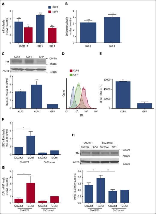 Figure 4. KLF2 and KLF4 regulate expression of endothelial TM. (A) Human umbilical vein endothelial cells (HUVECs) were transduced with lentivirus encoding shKRIT1, KLF2, or KLF4, and the increase in KLF2 or KLF4 mRNA relative to cells transduced with lentivirus control encoding shControl (for shKRIT1) or GFP-Control (for KLF2 or KLF4) was measured by RT-qPCR (SEM, n = 5).35 (B) Analysis of THBD mRNA levels by RT-qPCR in HUVECs transduced with lentivirus encoding KLF2 or KLF4 compared with lentivirus encoding GFP as control (SEM, n = 3 or 4). (C) Analysis of TM protein levels in HUVECs transduced with lentivirus encoding KLF2 or KLF4, as assessed by western blot analysis; lentivirus encoding GFP was used as control (SEM, n = 3). (D) Relative abundance of TM in GFP+ HUVECs transduced with lentivirus encoding KLF4-GFP or GFP as control, as assessed by flow cytometry. (E) Mean fluorescent intensity (MFI) of TM in KLF4-GFP+ cells compared with control GFP+ transduced HUVEC cells in (D) (SEM, n = 3). (F) Analysis of KLF2 mRNA levels by RT-qPCR in hCMEC/D3 cells transduced with lentivirus encoding shKRIT1 or scrambled control, followed by transfection with KLF2 and KLF4–specific small interfering RNAs (siRNAs; siK2/K4) or small interfering RNA control (siCtrl) (SEM, n = 4). (G) Analysis of KLF4 mRNA levels by RT-qPCR in hCMEC/D3 cells transduced with lentivirus encoding shKRIT1 or lentivirus encoding scrambled control, followed by transfection with KLF2 and KLF4–specific siRNAs (siK2/K4) or siRNA control (siCtrl) (SEM, n = 4). (H) Silencing of KLF2 and KLF4 (siK2/K4) using specific siRNAs prevented increased TM expression in KRIT1-depleted hCMEC/D3 cells. Cells were transduced with lentivirus encoding shKRIT1 or with lentivirus encoding shControl (SEM, n = 4). *P < .05, *P < .01, ***P < .001, Student t test.