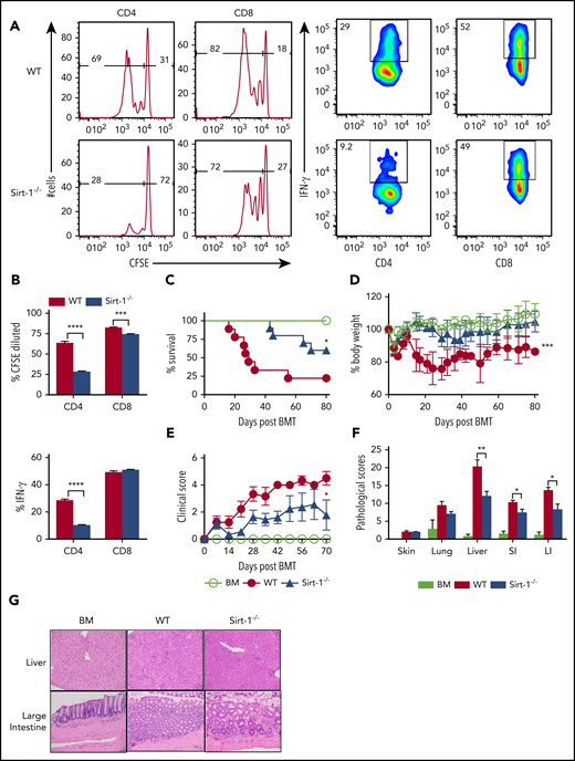 Figure 1. Sirt-1 regulates T-cell proliferation, differentiation, and aGVHD pathogenicity. (A) Purified T cells from either WT or Sirt-1−/− donors (H-2b) were labeled with CFSE and transferred into lethally irradiated BALB/c (H-2d) mice at 2 × 106 cells per mouse. Three days after cells transfer, recipient spleens were harvested and analyzed by flow cytometry. Representative figures and percentages of CFSE and IFN-γ are shown on gated live cells followed by H-2b+CD4+ or CD8+ cells. (B) Average percentages of CFSE-diluted and IFN-γ+ cells are shown on gated live donor CD4+ or CD8+ T cells in recipient spleen (n = 5 mice/group). (C-E) Lethally irradiated BALB/c (700 cGy) mice underwent transplantation with 5 × 106 TCD-BM per mouse plus 0.7 × 106 CD25-depleted T cells. (C) Survival, (D) bodyweight loss, and (E) clinical scores were monitored. (F-G) Tissues from BALB/c recipients were collected on day 14 after allo-BMT and analyzed for pathology. (G) Hematoxylin and eosin staining of representative pictures of livers and large intestines are shown (n = 10 mice/group). Original magnification ×200. Log-rank (Mantel-Cox) test was used to analyze the survival curve. Student t test was used for statistical analysis. *P < .05; **P < .01; ***P < .001; ****P < .0001.