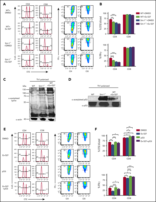 Figure 3. Sirt-1 enhances T-cell alloreactivity through p53 deacetylation. (A-B) Purified WT or Sirt-1−/− T cells were labeled with CFSE and cocultured with T-cell-depleted splenocytes as APCs from BALB/c mice for 5 days in the presence of either dimethyl sulfoxide or Ex-527 (10 µg/mL). Cells were restimulated with phorbol 12-myristate 13-acetate and ionomycin for cytokine measurement. Average percentages of CFSE-diluted and IFN-γ+ gated on donor CD4 or CD8 T cells are shown. (C) CD4+ T cells isolated from WT or Sirt-1−/− or WT T cells treated with Ex-527 were polarized into Th1 cells in the presence of syngeneic APCs with 1 μg/mL anti-mouse CD3ε (clone 145-2C11); 10 ng/mL mIL-12, and 1 ng/mL mIFN-γ were used for Th1 polarization. For western blot analysis, polarized cells were pretreated with 2 μM Trichostatin A (Sigma Aldrich) for 45 minutes to induce basal protein acetylation for detection of global acetylation. (D) Purified CD4 T cells from WT or Sirt-1−/− or Ex-527-treated cells were polarized under Th1 condition for 3 days and analyzed by western blot analysis for α-acetylated p53 and total p53. (E-F) T cells isolated from WT were labeled with CFSE and cocultured with allogeneic APCs for 5 days in the presence of Ex-527 or Pifithrin-μ, p53 inhibitor (10 μg/mL each) or in combinations. The frequency of CFSE diluted and IFN-γ gated on donor CD4 or CD8 T cells were analyzed. Data represent mean ± standard error of the mean. Ordinary 1-way analysis of variance with Sidak multiple comparisons test was used for statistical analysis (n = 6 per group). *P < .05; **P < .01; ***P < .001; ****P < .0001.
