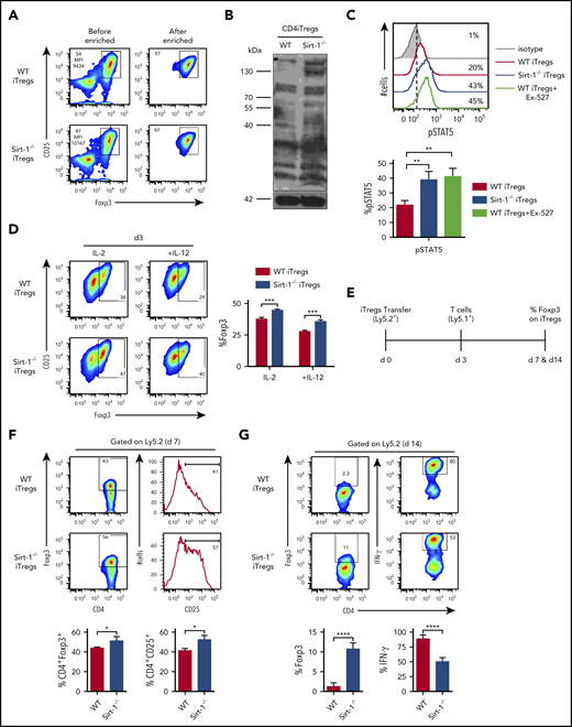 Figure 4. Sirt-1 deacetylates Foxp3 and decreases iTregs stability. (A) Allogeneic CD4 iTregs were generated in vitro by coculturing naive CD4 T cells with allogeneic dendritic cells in the presence of IL-2, TGF-β, and retinoic acid for 5 days. CD4 iTregs were enriched for CD25hi cells. (B) Enriched CD25+ CD4iTregs were analyzed by western blot analysis for detection of global acetylation. (C) Five-day in vitro-generated CD4 iTregs were restimulated with IL-2 and analyzed for pSTAT5 expression. (D) Enriched CD4 iTregs were cocultured with allogeneic APCs in the presence of IL-2 or IL-2+IL-12 for 3 days. Percentage Foxp3 retention was analyzed on day 3 (n = 4). (E) Experimental scheme: lethally irradiated BALB/c mice were adoptively transferred with 5 × 106 Rag1−/− BM and 0.5-1 × 106 CD4 iTregs (Ly5.2). On day 3, 0.5-2 × 106 CD25-depleted T-cells from B6Ly5.1 congenic mice were injected to induce GVHD in recipients. On day 7 or 14 after allo-BMT, spleen was harvested and analyzed. (F) Percentages of Foxp3 and CD25 expressions on CD4iTregs analyzed on day 7 (gated on Ly5.2+CD4+) are shown. (G) Percentages of Foxp3 and IFN-γ expressions of transferred CD4 iTregs are shown (n = 4-5 mice per group). Data represent the mean ± standard error of the mean. Student t-test was used for statistical analysis. *P < .05; **P < .01; ***P < .001; ****P < .0001.