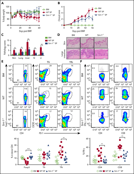 Sirt-1 modulates T- and B-cell activation in cGVHD. Lethally irradiated (700 cGy) BALB/c mice underwent transplantation with 5 × 106 TCD-BM alone or plus 5 × 105 CD25− splenocytes per mouse isolated from WT or Sirt-1−/− donors. (A) Body weight loss. (B) cGVHD clinical and (C) pathology scores. (D) Representative pictures of skin and large intestine biopsies stained with hematoxylin and eosin (original magnification ×200). (E) Foxp3 expression on gated donor CD4 in spleen and frequency of follicular Treg cells (Foxp3+CXCR5+PD-1+) and Tfh (Foxp3−CXCR5+PD-1+) were determined on day 60. (F) IFN-γ expression was shown on gated donor CD4 and CD8 T cells. (G) Splenic B cells were analyzed for B220+, B220−CD138+, and (H) activation markers, CD86 and MHCII. Data were combined from 2 independent experiments (n = 6-10 mice/group). Log-rank (Mantel-Cox) test was used to analyze body weight, and Student t test was used for statistical analysis. *P < .05; **P < .01; ***P < .001; ****P < .0001.