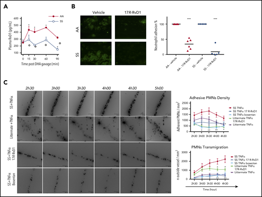 Figure 3. RvD1 reduces ex vivo human neutrophil adhesion and in vivo neutrophil counts in humanized SCD mice, which show decreases in plasma RvD1 values after DHA administration. (A) Kinetics of DHA conversion to proresolving mediator RvD1 following oral administration in AA and SS mice. Levels of RvD1 were determined, using a competitive enzyme immunoassay, in plasma collected from AA and SS mice at the indicated times following DHA gavage. Data are mean ± SD (n = 3). *P < .05 vs baseline for AA mice. (B) Adhesion of neutrophils (green) to TNF-α–activated human microvascular endothelial cell line (HMEC). Blood samples from a healthy donor (AA) and an SCD patient (SS) were incubated for 10 minutes with vehicle or 17R-RvD1 (1 μM) (left panels). A second dose of vehicle or 17R-RvD1 (1 μM) was added before perfusing blood for 40 minutes (at 1 dyn/cm2) through the biochip channels containing activated HMEC-1 monolayers. Percentage of neutrophil adhesion to TNF-α–activated HMECs from AA (n = 6) and SS (n = 5) blood samples incubated with vehicle or 17R-RvD1 (right panel). ***P < .001 vs the corresponding vehicle group. (C) Representative images showing reduced neutrophil recruitment after 17R-RvD1 administration in sickle cell mice (left panels). All of these experiments suggest that 17R-RvD1 influences neutrophil recruitment in SS mice, especially in the context of sustained and intense neutrophil recruitment specific to experimental SCD. Neutrophil adhesion density, defined as the number of adherent neutrophils per square millimeter of endothelial surface, in TNF-α–inflamed venules after 17R-RvD1 treatment in SS mice (SS TNF-α 17R-RvD1) or after dual endothelin receptor antagonism (SS TNF-α bosentan) (upper right panel). Data are mean ± standard error of the mean. P < .001 for SS mice treated with TNF-α and 17-RvD1 vs with TNF-α and vehicle alone (SS TNF-α 17R-RvD1), 2-way analysis of variance (ANOVA). *P < .05, **P < .01 vs vehicle-treated SS with TNF-α, 2-way ANOVA followed by the Tukey multiple-comparison test. Extravascular volume in inflamed venules after 17R-RvD1 or bosentan vs vehicle administration in SS mice (lower right panel). Emigrated neutrophils were visualized and quantified by optical sectioning and 2-dimensional maximum intensity projection. Twenty venules (5 mice) were analyzed in each group. Data are mean ± standard error of the mean. P < .001 for SS mice treated with TNF-α and 17R-RvD1 vs with TNF-α and vehicle alone, 2-way ANOVA. Data for heterozygous AS littermates are provided as control reference for neutrophil adhesion and emigration to tissue after TNF-α. *P < .05, **P < .01 vs vehicle-treated SS with TNF-α, 2-way ANOVA, followed by the Tukey multiple-comparison test.