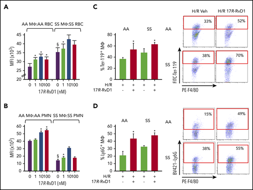 Figure 4. 17R-RvD1 enhances phagocytosis of sickle RBCs and PMNs by spleen macrophages. In vitro phagocytosis of carboxyfluorescein diacetate succinimidyl ester–labeled aged RBCs (at 4°C, 18 h; A) or PMNs (37°C, 18 h; B) from AA and SS mice by spleen MΦs (F4/80+ cells), as assessed using flow cytometry. Data are mean ± standard deviation from 6 independent experiments. (C-D) Phagocytosis of RBCs and PMNs by spleen MΦs in vivo in vehicle- or 17R-RvD1–treated AA and SS mice undergoing H/R (left panels). Percentages of MΦs engulfing RBCs (F4/80+ Ter-119+; C) or PMNs (F4/80+ Ly6G+; D) were calculated using flow cytometry. Results are mean ± standard deviation from 3 mice per group. Representative flow cytometry dot plots and gate criteria (right panels). §P < .05 vs AA MΦs + vehicle, *P < .05 vs vehicle-treated cells. MFI, mean fluorescence intensity.