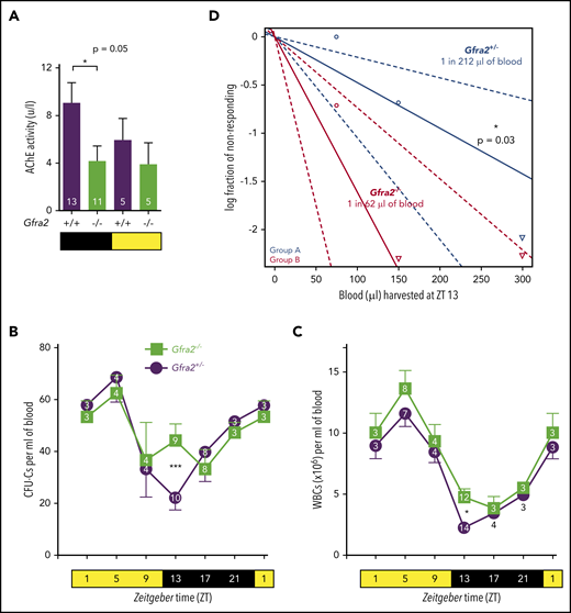 Figure 1. Cholinergic neural signals regulate circadian traffic of HSCs and leukocytes in mice. (A) AChE activity in urine samples from Gfra2−/− and WT mice collected in the nocturnal (black) and diurnal (yellow) periods. HSPCs measured as CFU-Cs (B) and WBCs (C) in peripheral blood of Gfra2−/− mice and control Gfra2+/− mice harvested at the specified ZT (hours after light onset). ZT1 has been duplicated to facilitate viewing. (D) HSCs, measured by long-term competitive repopulation assay, in peripheral blood harvested at ZT13 from Gfra2−/− mice and control Gfra2+/− mice. The log fraction of mice that failed reconstitution is plotted against the transplanted blood volume using ELDA software.59 Likelihood ratio test of single-hit model, P = .006, χ2 test. Blood HSC concentrations are indicated (n = 5). Data are mean ± standard error of the mean; n (inside bars/symbols) and P values (multivariate analysis for >2 groups) are indicated. *P < .05, ***P < .001, 1-way ANOVA and Bonferroni comparisons (A), multiple 2-tailed test (B-C), χ2 test (D).