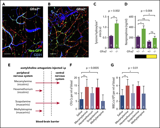 Figure 2. Cholinergic neural signals regulate HSPC and leukocyte traffic by modulating sympathetic noradrenergic tone centrally. (A-B) Representative immunofluorescence of CD31+ endothelial cells (blue), tyrosine hydroxylase–positive sympathetic nerve fibers (TH; red), and nestin-GFP+ cells (green) in the skull BM of Nes-gfp;Gfra2+/− and Nes-gfp;Gfra2−/− compound mice. Scale bars, 100 μm. (C) Quantification of the skull BM area covered by TH+ sympathetic noradrenergic nerve fibers from Gfra2+/− mice and Gfra2−/− mice. (D) Nocturnal (black) and diurnal (yellow) norepinephrine concentration in the urine of Gfra2+/− and Gfra2−/− compound mice. (E) Scheme illustrating the different types of cholinergic antagonists used and their capacity to cross the BBB. Mecamylamine and scopolamine are BBB-permeable antagonists, whereas hexamethonium and methylatropine are BBB-nonpermeable antagonists. Blood-circulating HSPCs, measured as CFU-Cs (F) and WBCs (G) at ZT13 in WT mice treated with acetylcholine antagonists (i.p.) at ZT5. (C-D,F-G) Data are mean ± standard error of the mean; n (inside bars) and P values (multivariate analysis for >2 groups) are indicated. *P < .05, **P < .01, unpaired 2-tailed t test (C), 1-way analysis of variance with Bonferroni comparisons (D,F-G). a.u, arbitrary units; ns, not significant.