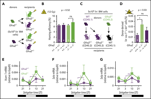 Figure 3. The PNS regulates nocturnal HSC BM adhesion and homing. (A) Scheme showing the protocol used for the HSPC BM homing assay with irradiation (12 Gy). (B) Frequencies of HSPCs (homing efficiency) at ZT2 that homed during the night to the BM after IV transplantation into lethally irradiated mice (12 Gy) (to promote homing) at ZT10. Gfra2−/− mice and control Gfra2+/− mice were used as donor (lower genotypes) or recipients (upper genotypes) in all combinations. Homing efficiency is determined as the percentage of CFU-Cs obtained from BM harvested from irradiated mice in comparison with CFU-Cs obtained from a nonirradiated mouse. (C) Scheme showing the protocol used for the HSPC BM homing assay without irradiation. (D) Frequencies of donor-derived Gfra2+/+ or Gfra2−/− lin−sca-1+c-kit+ HSPCs (identified by flow cytometry) at ZT2 that homed during the night to the BM after IV transplantation in nonirradiated congenic mice at ZT10. Vcam1 (E), Sele (F), and Selp (G) mRNA expression in the unfractionated BM of Gfra2−/− and Gfra2+/− control mice at the specified ZT. ZT21 has been duplicated to facilitate viewing. (B,D-G) Data are mean ± standard error of the mean; n (inside bars) and P values (multivariate analysis for >2 groups) are indicated. *P < .05, 1-way analysis of variance and Bonferroni comparisons (B,D), multiple 2-tailed test (E-G). ns, not significant.