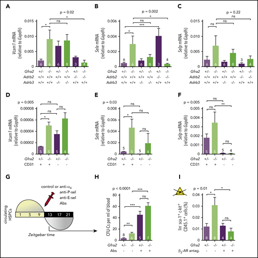 Figure 4. Parasympathetic deficiency increases nocturnal HSPC BM adhesion and homing through β2 -adrenergic signaling in the microenvironment. Vcam1 (A), Sele (B), and Selp (C) mRNA expression at ZT13 in the unfractionated BM of control Gfra2+/− mice, Gfra2−/− mice, single β2-AR (Adrb2)-deficient or β3-AR (Adrb3)-deficient mice, or compound Gfra2−/−Adrb2−/− and Gfra2−/−Adrb3−/− mice. Vcam1 (D), Sele (E), and Selp (F) mRNA expression at ZT13 in CD45−Ter119− endothelial (CD31+) or nonendothelial (CD31−) cells from Gfra2−/− and control Gfra2+/− mice. (G) Scheme showing the protocol used for blockade of in vivo HSPC adhesion to blood vessels using antibodies against α4-integrin, P-selectin, and E-selectin (IV injection at ZT11 and analysis at ZT13). (H) HSPCs circulating at ZT13, 2 hours after injection of blocking antibodies (Abs) or control IgG. Please note that CFU-C fold change goes from a 3.2-fold increase in control immunoglobulin G–treated mice to a 1.3-fold increase in blocking antibody–treated mice. (I) Frequencies of donor-derived WT CD45.1+ lin−sca1+ckit+ HSPCs at ZT2 that homed during the night to the BM after IV transplantation (at ZT10) into nonirradiated Gfra2−/− mice or control Gfra2+/− mice preconditioned with saline or β2 adrenergic antagonist (ICI118,551) 4 hours before transplantation. (A-F,H-I) Data are mean ± standard error of the mean; n (inside bars) and P values (multivariate analysis for >2 groups) are indicated. *P < .05, **P < .01, ***P < .001, 1-way analysis of variance with Bonferroni comparisons. ns, not significant.