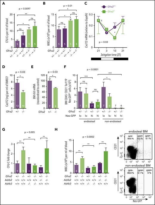 Figure 5. The PNS inhibits β3-adrenergic–dependent BM egress of HSPCs at night. HSPCs, measured as CFU-Cs (A), and WBCs (B) circulating at ZT13, 16 weeks after BM transplantation into lethally irradiated mice. Gfra2−/− mice and control Gfra2+/− mice were used as donor (lower genotypes) or recipients (upper genotypes) in all combinations. (C) Cxcl12 mRNA expression in the BM of Gfra2−/− and Gfra2+/− control mice at the specified ZT. ZT21 has been duplicated to facilitate viewing. (D) Cxcl12 concentration in BM extracellular fluid (BMECF) at ZT13. (E) Kitl mRNA expression in the BM of Gfra2−/− and Gfra2+/− control mice at ZT13. (F) Number of stromal Nes-GFPhi/lo cells in endosteal and nonendosteal BM (upper panel). Representative flow cytometry plot showing CD31 and Nes-GFP expression in CD45−Ter119− cells isolated from endosteal BM of Gfra2−/− and control Gfra2+/+ mice (lower panel). (G) CFU-C fold change at ZT13 in control Gfra2+/− mice, Gfra2−/− mice, single β2- or β3-AR (Adrb2, Adrb3)–deficient mice, or compound Gfra2−/−Adrb2−/− and Gfra2−/−Adrb3−/− mice. (H) WBCs circulating at ZT13 in control Gfra2+/− mice, Gfra2−/− mice, single β2- or β3-AR (Adrb2, Adrb3)–deficient mice, or compound Gfra2−/−Adrb2−/− and Gfra2−/−Adrb3−/− mice. All data are mean ± standard error of the mean; n (inside bars) and P values (multivariate analysis for >2 groups) are indicated. *P < .05, **P < .01, ***P < .001, 1-way analysis of variance with Bonferroni comparisons (A-B,F-H), multiple 2-tailed test (C), unpaired 2-tailed t test (D-E). ns, not significant.