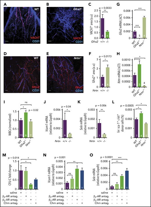 Figure 7. Sympathetic cholinergic signals locally repress adhesion to BM vessels during the daytime. Z-stack projection showing immunofluorescence of CD31+ endothelial cells (blue) and VAChT+ nerve fibers (red) in the skull of WT (A) and Gfra2−/− (B) mice. Scale bar, 100 μm. (C) Quantification of VAChT+ fibers in the skull periosteum of Gfra2−/− and WT mice. Immunofluorescence of CD31+ endothelial cells (blue) and Gfrα2+ nerve fibers (red) in the skull of WT (D) and Nrtn−/− (E) mice. Scale bar, 100 μm. (F) Quantification of Gfrα2+ fibers in the skull periosteum of Nrtn−/− and WT mice. Gfra2 (G) and Nrtn (H) mRNA expression at ZT13 in the BM of Gfra2−/−, Nrtn−/−, and WT mice. (I) Normalized WBC counts in peripheral blood of Gfra2−/−, Nrtn−/−, and WT mice at ZT13. Vcam1 (J) and Sele (K) mRNA expression at ZT13 in the unfractionated BM of control Nrtn+/+ and compound Nrtn−/− mice. (L) Frequencies of donor-derived WT lin−sca1+ckit+ HSPCs that homed to the BM at ZT5, 6 hours after IV transplantation into nonirradiated Gfra2−/−, Nrtn−/−, and WT mice (at ZT23). (M) Blood CFU-C fold change at ZT5 in WT mice treated with saline, β-AR antagonists, or cholinergic nicotinic (Chrn) antagonist at ZT23. Vcam1 (N) and Sele (O) mRNA expression at ZT5 in the BM of WT mice treated with saline, β-AR antagonists, or cholinergic nicotinic antagonist at ZT23. (C,F-O) Data are mean ± standard error of the mean; n (inside bars) and P values (multivariate analysis for >2 groups) are indicated. *P < .05, **P < .01, ***P < .001, unpaired 2-tailed t test (C,F,J-K), 1-way analysis of variance with Bonferroni comparisons (G-I,L-O). ns, not significant.