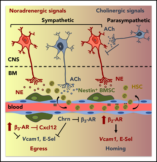 Cholinergic regulation of circadian HSPC traffic. Overview of identified mechanisms, proteins, and cells that influence circadian trafficking (egress and homing) of HSPCs and leukocytes. ACh, acetylcholine; BMSC, BM mesenchymal stem/progenitor cell; Chrn, cholinergic nicotinic; CNS, central nervous system; E-sel, E-selectin; HSC, hematopoietic stem cell; NE, norepinephrine. See the visual abstract for the article by García-García et al that begins on page 224.
