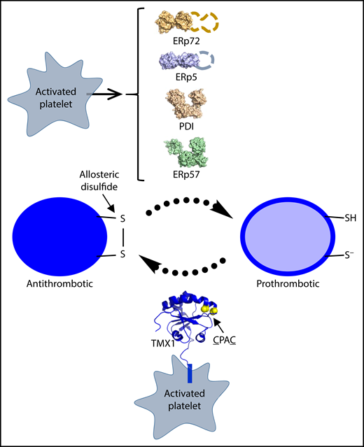 TMX1 is an intrinsic membrane oxidoreductase that is expressed on the activated platelet surface where it negatively regulates thrombosis by oxidizing dithiols to disulfides in αIIbβ3 integrin and likely other proteins.