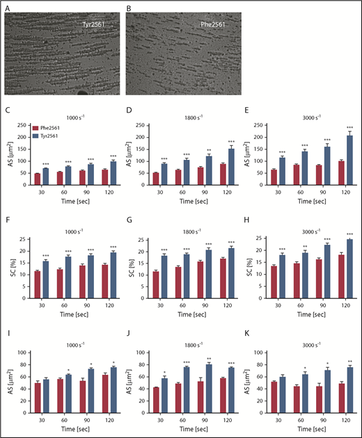 Figure 4. Assessment of VWF-GPIIb/IIIa binding under flow conditions. (A-B) CPA of platelet aggregation under flow conditions. (C-H) CPA of whole blood from volunteers carrying either the Phe2561 (n = 18) or the Tyr2561 allele (n = 13). (I-K) Phe2561 whole blood supplemented with 50 µg/mL of either recombinant Phe2561 (red bars) or Tyr2561 (blue bars). Aggregate size (C-E,I-K) and surface coverage (F-H) were determined at 1000 s−1, 1800 s−1, and 3000 s−1 at the indicated points, aggregates were stained using May-Grünwald solution. Seven pictures per test were recorded employing a built-in microscope and camera and analyzed using the IMPACT-R image analyzer software. Each test was performed in duplicate at all points. Mean values ± SEM are shown. Asterisks indicate a significant difference between controls and Tyr2561 at each point (unpaired t-test, *P < .05; **P < .005; ***P < .0001).