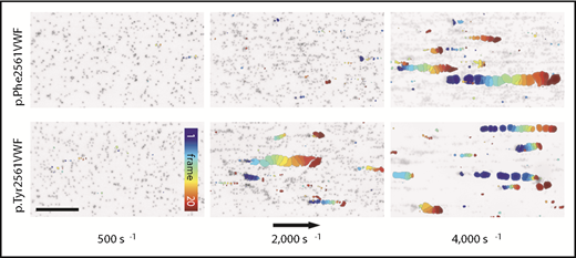 Figure 5. VWF-induced collective network formation of rPhe2561 and rTyr2561 VWF at indicated shear rates. Each image represents a composition of 20 sequential frames of a live-cell fluorescence movie taken at a frequency of 8 frames per second. By subtracting identical pixels among frames, a color-coded addition of these differential images from frame 0 (blue) to frame 20 (red) along the color scale, combined with the inverted gray-scaled background image of the start frame, allows precise detection and motion tracking of VWF-induced collective networks. Therefore, only moving networks are displayed in color enabling an exact determination of the critical shear rate. The rTyr2561-VWF variant (lower row) shows a significantly decreased critical shear rate in comparison with rPhe2561-VWF (upper row) to less than 50%. The black arrow indicates the flow direction and a scale bar corresponding to 100 µm.
