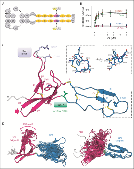 Figure 1. Solution structure of the VWF C4 domain. (A) Schematic presentation of the VWF domain structure with the C4 domain highlighted. The C4 domain has a specific role in binding to the heterodimeric platelet integrin subunits αIIb/β3, as indicated. Prodomain dissociation is indicated by dashed lines. (B) Ability of the VWF C4 domain to bind to αIIbβ3 platelet integrin: wt, Y2561 variant, glutamates (EGE) (R2507ED2509E), and alanines (AGA) (R2507AD2509A). (C) Ribbon diagram of the lowest-energy solution structure of the C4 domain of VWF, with its subdomain structure SD1 (residues 2497-2546) shown in magenta, SD2 (residues 2548-2577) in blue, and the N-terminal cloning tag in light gray. All β-strands are labeled with Roman numbers. Disulfide bridges (compare Table 2) are numbered and colored in yellow. The side chains of other VWF C4 residues described in the text are shown in stick representation with atom-specific colors: V2501 and W2521, magenta; RGD motif (residues 2507-2509), lavender; the SD1/SD2 hinge residue V2547, green; F2561, changed to tyrosine in a clinical variant,15 blue. The extended loop connecting SD1 strands βII and βIII is indicated with an arrow (compare Figure 4). Insets show stick representation of the local environment of F2561. A view rotated by 90° demonstrates that the side chain of F2561 is presented on the surface (right). (D) The 20 lowest-energy NMR conformers are superimposed on SD1 (left) and SD2 (right), respectively, demonstrating substantial SD1/SD2 hinge variability. The flexible RDG motif is indicated.