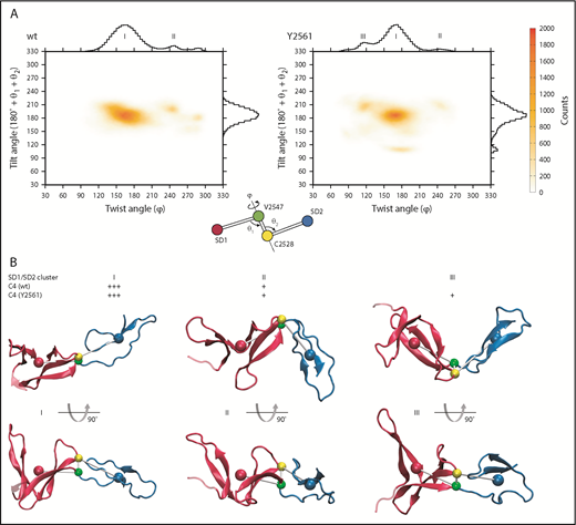 Figure 3. SD1/SD2 arrangement diversity of the VWF C4 domain. (A) Twist/tilt distribution of VWF C4 domain SD1/SD2 arrangements (wt, left; Y2561 variant, right) estimated by MD simulations. The counts of MD models are shown as a heat map and as histograms along the tilt and twist axes. The heat map colors are defined by counts, as indicated on the right. Highly populated SD1/SD2 arrangements (clusters) are indicated with labels I (wt, Y2561), II (wt, Y2561), and III (Y2561 only). A scheme illustrating the definition of twist and tilt angles is inserted, using colors consistent in panel B. (B) Representative examples of SD1/SD2 arrangement clusters I, II, and III are shown, and their approximate population densities are indicated by “+” signs. Centers of mass used for calculating tilt and twist angles are shown as colored spheres and connected by gray sticks.