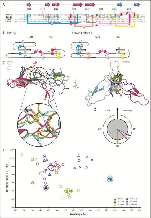 Figure 4. Structural comparison of the VWF C4 domain with other known VWC structures. (A) Sequence alignment of VWF C4, Col2a (PDB entry 5NIR), CCN3 (PDB 5NB8), and CV-2 (PDB 3NK3) with 3 stretches of structurally aligned residues using PDBeFold36 marked in boxes. The remaining residue stretches were manually aligned, using the conserved cysteine pattern as a guideline. The VWF C4 domain residue numbers and secondary structural elements are shown on top of the alignment. Disulfide bridges are highlighted in different colors, demonstrating the different levels of positional conservation among the different VWC sequences numbered as in Figure 1C and Table 2. VWF residues that are shown in the structure presentation of the C4 domain (Figure 1C) are highlighted in corresponding colors. (B) Schematic representations of distinct disulfide patterns in VWF C4 (left) and Col2a/CCN3/CV-2 (right), using the same colors as in panel A. (C) Superimposition of all 4 VWC domain structures aligned to SD1, showing a considerably more kinked SD1/SD2 arrangement in the lowest energy VWF C4 conformer (compare Figure 1C) than those observed for the other 3 VWF domain structures (left). Inset zooming into the SD1/SD2 interface, demonstrating structural diversity of the interdomain disulfide bridges 2 and 4. For visual clarity, the zoomed-in disulfide pattern of Col2a, which is closely related to that of CCN3, is not shown. When viewed along SD1, the twist angle of CCN3 is the most distinct from those observed for VWF C4, Col2a, and CV-2 (right). (D) Schematic representation of twist angles calculated for representative VWC domain structures (panel C, right). (E) Twist/tilt angle analysis of VWC structures. Angle clusters of crystal structures with multiple copies are highlighted with circles in corresponding colors. The lowest energy conformation of the VWF C4 domain used in other figures is highlighted in yellow.
