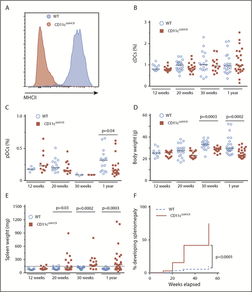 Figure 1. DC functional impairment drives myeloproliferative disease. WT and CD11cΔMHCII mice were assessed by flow cytometry at 12 weeks, 20 weeks, 30 weeks, and 1 year of age. (A) Representative line graph of MHCII in splenic CD11c+ cells in wild-type and CD11cΔMHCII mice. (B) Percentage of cDCs in WT and CD11cΔMHCII mice at 12 weeks (n = 11, 13), 20 weeks (n = 22, 16), 30 weeks (n = 18, 14), and 1 year (n = 22, 25) of age. (C) Plasmacytoid DCs in WT and CD11cΔMHCII mice at 12 weeks (n = 6, 11), 20 weeks (n = 15, 12), 30 weeks (n = 3, 3), and 1 year (n = 16, 19) of age. (D) WT and CD11cΔMHCII mice were assessed for body weight at 12 weeks (n = 11, 13), 20 weeks (n = 21, 16), 30 weeks (n = 19, 13), and 1 year (n = 24, 25) of age and (E) for spleen weight at 12 weeks (n = 11, 13), 20 weeks (n = 22, 16), 30 weeks (n = 20, 16), and 1 year (n = 23, 25) of age. Dashed line indicates threshold for splenomegaly (2 standard deviations above the mean of WT mice from all age groups). Median and individual data points are shown. (F) Cumulative incidence plot of splenomegaly over time in WT and CD11cΔMHCII mice using a Kaplan-Meier curve (all mice were censored at the time of analysis). The log-rank test was used for comparison between curves.
