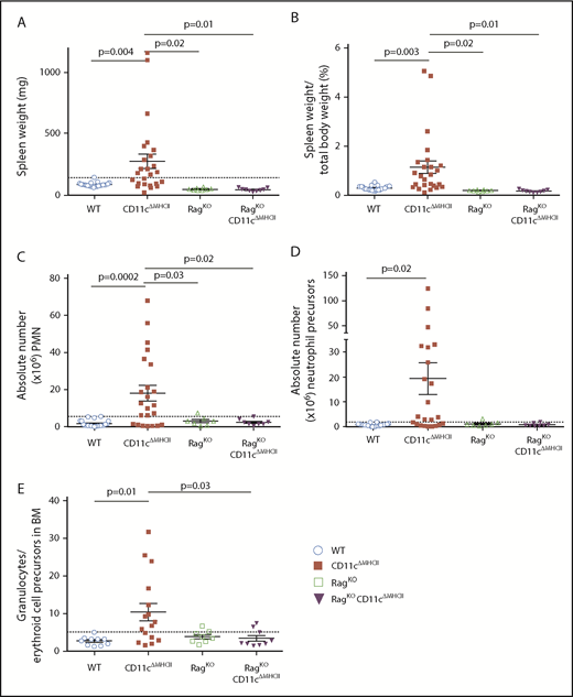 Figure 4. Rag deficiency prevents MPD. RagKO and RagKO/CD11cΔMHCII mice were assessed by flow cytometry at 1 year of age. WT and CD11cΔMHCII mice are shown for comparative purposes. (A) Spleen weight (n = 23, 25, 8, 9). Dashed line indicates the threshold for splenomegaly (2 standard deviations above the mean of WT mice from all age groups). (B) Spleen weight/total weight ratio (n = 22, 25, 8, 9). (C) Absolute number of peripheral mononuclear neutrophils (CD11bhighGr1+) among total splenocytes. (n = 22, 23, 7, 8). Dashed line indicates the threshold for neutrophilia (2 standard deviations above the mean of WT mice from all age groups). (D) Absolute number of neutrophil precursor-like cells among total splenocytes (n = 22, 23, 7, 8). Dashed line indicates threshold for higher neutrophil precursors (2 standard deviations above the mean of WT mice from all age groups). (E) Ratio of granulocytes to erythroid cell precursors in the bone marrow (BM) (n = 10, 17, 8, 9). Dashed line indicates threshold for higher ratio (2 standard deviations above the mean of WT mice from all age groups). Mean ± standard error of the mean and individual data points are shown.