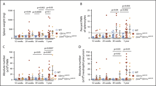 Figure 5. MPD is independent of CD8 T cell activation. β2mKOCD11cΔMHCII mice were assessed by flow cytometry. WT and CD11cΔMHCII mice are shown for comparative purposes. (A) Spleen weight and (B) percentage of peripheral mononuclear neutrophils (PMN) (CD11bhigh Gr1+) among total splenocytes at 12 weeks (n = 11, 13, 6), 20 weeks (n = 22, 16, 3), 30 weeks (n = 22, 16, 5), and 1 year (n = 23, 25, 5) of age. (C) Absolute number of PMN among total splenocytes at 12 weeks (n = 11, 13, 6), 20 weeks (n = 22, 16, 3), 30 weeks (n = 18, 14, 5), and 1 year (n = 22, 23, 5) of age. (D) Absolute number of myeloid precursor-like cells among total splenocytes at 12 weeks (n = 11, 13, 6), 20 weeks (n = 22, 16, 2), 30 weeks (n = 12, 7, 5), and 1 year (n = 22, 23, 5) of age. Mean ± standard error of the mean and individual data points are shown.
