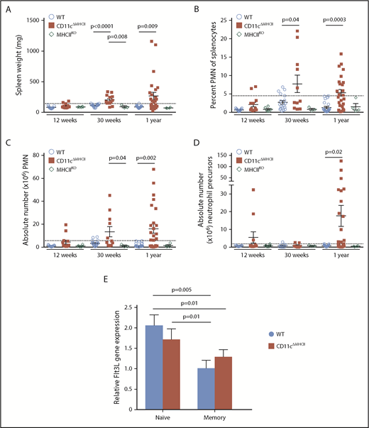 Figure 6. MPD development relies on the presence of CD4 T cells. (A-D) MHCIIKO mice were assessed by flow cytometry. WT and CD11cΔMHCII mice are shown for comparative purposes. (A) Spleen weight and (B) percentage of peripheral mononuclear neutrophils (PMN) (CD11bhighGr1+) among total splenocytes at 12 weeks (n = 11, 13, 6), 30 weeks (n = 22, 16, 3), and 1 year (n = 23, 25, 4) of age. (C) Absolute number of PMN among total splenocytes at 12 weeks (n = 11, 13, 6), 30 weeks (n = 18, 11, 3), and 1 year (n = 22, 23, 4) of age. (D) Absolute number of myeloid precursor-like cells among total splenocytes at 12 weeks (n = 9, 11, 6), 30 weeks (n = 12, 7, 3), and 1 year (n = 22, 23, 4) of age. Mean ± standard error of the mean and individual data points are shown. (E) Naive (CD25−CD62L+CD44−) and memory (CD25−CD44+) CD4 cells from 6 mice were sorted, and qPCR for Flt3L was performed. Mean ± standard error of the mean are shown. The P values were determined using an unpaired t test.