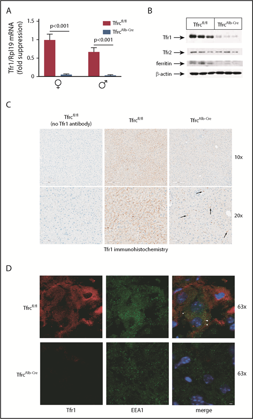 Figure 1. Efficient hepatocyte-specific ablation of Tfr1 in TfrcAlb-Cre mice. Livers from 8-week-old female and male TfrcAlb-Cre mice and control Tfrcfl/fl littermates (n = 10 for each group) were used for biochemical and histological assessment of Tfr1 expression. (A) qPCR analysis of Tfr1 mRNA. Data are mean ± standard error of the mean. (B) Western blot analysis of Tfr1. (C) Immunohistochemical detection of Tfr1; arrows denote Tfr1 expression in nonparenchymal liver cells. Scale bars, 200 μm (upper panels), 100 μm (lower panels); original magnification ×10 and ×20. (D) Immunofluorescence detection of Tfr1 and the early endosome marker EEA1; colocalization is shown by the white arrowheads. Scale bar, 2 μm; original magnification ×63. Statistical analysis was done using 2-way ANOVA.