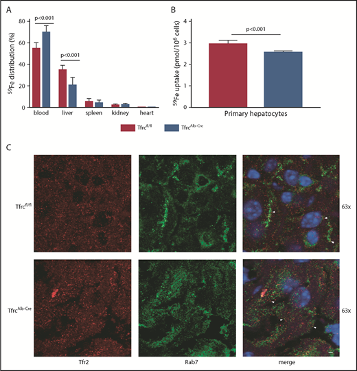 Figure 4. Tfr1 is not the main contributor to hepatocellular iron uptake. (A) Twelve-week-old male TfrcAlb-Cre mice and control Tfrcfl/fl littermates (n = 8 for each genotype) were injected intraperitoneally with 59Fe-transferrin. Six hours later, the animals were sacrificed. Blood was collected, and tissues were dissected following perfusion with phosphate buffered saline to remove residual blood. The distribution of 59Fe radioactivity was analyzed in a gamma counter. (B) Primary hepatocytes isolated from TfrcAlb-Cre mice and control Tfrcfl/fl mice were incubated with 59Fe-transferrin for 24 hours. Cell-associated radioactivity was measured in a gamma counter. Data in (A-B) are mean ± standard error of the mean. Statistical analysis was performed using 2-way ANOVA (A) and the Student t test (B). (C) Immunofluorescence detection of Tfr2 and the late endosome marker Rab7; colocalization is shown by the white arrowheads. Scale bar, 2 μm; original magnification ×63.