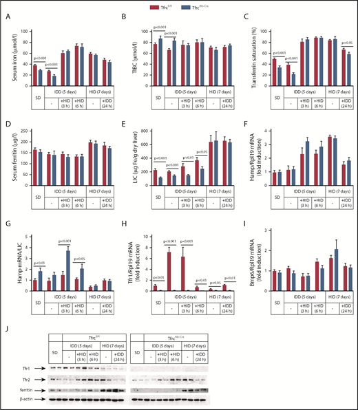 Figure 5. TfrcAlb-Cre mice respond appropriately to dietary iron challenges. Eight-week-old male TfrcAlb-Cre mice and control Tfrcfl/fl littermates (n = 30 for each genotype; n = 5 for each treatment) were placed on an SD or an IDD for 5 days or an HID for 7 days. On the last day of the IDD, mice remained on this diet or were switched to an HID for 3 or 6 hours. On the last day of the HID, mice remained on this diet or were switched to an IDD for 24 hours. Sera were prepared for the analysis of iron (A), TIBC (B), transferrin saturation (C), and ferritin (D). Livers were dissected and used to analyze LIC (E), Hamp mRNA (F), Hamp/LIC ratios (G), Tfr1 mRNA (H), and Bmp6 mRNA (I). (J) Liver lysates were used for western blot analysis of Tfr1, Tfr2, ferritin, and β-actin. All data are mean ± standard error of the mean. Statistical analysis was performed using multiple t tests.