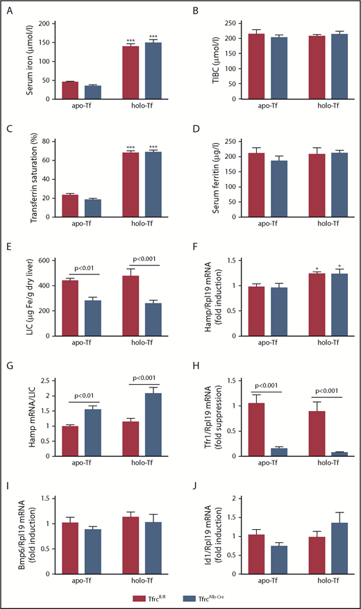 Figure 6. TfrcAlb-Cre mice respond appropriately to holo-transferrin. Eight-week-old female TfrcAlb-Cre mice and control Tfrcfl/fl littermates (n = 10 for each genotype; n = 5 for each treatment) were injected IV with 10 mg of human apo- or holo-transferrin. The animals were euthanized 5 hours later. Sera were prepared for analysis of iron (A), TIBC (B), transferrin saturation (C), and ferritin (D). Livers were dissected and used to analyze LIC (E), Hamp mRNA (F), Hamp/LIC ratios (G), Tfr1 mRNA (H), Bmp6 mRNA (I), and Id1 mRNA (J). All data are mean ± standard error of the mean. Statistically significant differences across genotypes are indicated by P values and across treatment (apo- vs holo-transferrin) by *P < .05 or ***P < .001, 2-way ANOVA.