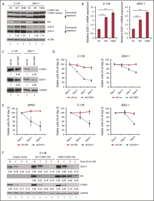 Figure 1. CCND1 upregulates SOX11 expression. (A) Immunoblot analysis of Z-138 and JEKO-1 cells stably transduced with empty vector (EV), WT, or Y44D mutant CCND1-HA constructs. Cell lysates (30 μg per lane) were separated by sodium dodecyl sulfate polyacrylamide gel electrophoresis gel and immunoblotted with indicated antibodies. Arrow indicates a mobility shift of the CCND1-HA protein. Arrowhead indicates endogenous CCND1. (B) qPCR analysis of SOX11 mRNA expression. Cell lines generated as described in panel A, and mRNAs were harvested for SOX11 qPCR. Shown are the means of mRNA expression levels after normalization to GAPDH signals from 4 independent amplification experiments. Error bars, standard deviation (supplemental Figure 1A-B). (C) CCND1 is required for SOX11 expression. Z-138 and JEKO-1 cells were stably transduced with control or CCND1 shRNA, and protein expression was analyzed by immunoblotting with indicated antibodies 2 days after transduction. (D) Effect of CCND1 knockdown on cell survival. Z-138 and JEKO-1 cells were stably transduced with control or CCND1 shRNA, and propidium iodide (PI)–negative (viable) cells were assessed by flow cytometry over time. Shown are the means of PI− fractions compared with day-2 samples from at least 2 independent experiments. (E) Effect of SOX11 knockdown on MCL survival. Indicated MCL cell lines were transduced with control or SOX11 shRNA lentiviral vector that coexpresses GFP. Shown are the means of GFP+ fractions compared with day 2 from 2 independent experiments. (F) Z-138 cells expressing EV, WT, or Y44D CCND1-HA were treated with 10 μM of cyclohexamide (CHX) for indicated times, and cell lysates were prepared for immunoblot analysis with indicated antibodies. Numbers below immunoblots are relative densitometric values of corresponding bands after normalization to ACTIN or GAPDH and respective control signals. ***P < .001 by 2-sided Student t test.