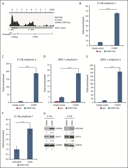 Figure 2. CCND1 affects histone modifications at the SOX11 locus. (A) ENCODE H3K9Ac ChIP sequencing (seq) data for H1-hESC cells show SOX11 gene regions that have positive ChIP peak signals. Arrows indicate regions where PCR primers were designed. (B-F) H3K9/14Ac chromatin immunoprecipitation assays for the SOX11 gene from indicated cells stably transduced with empty vector or CCND1 (B-E) or treated with 1 μM of SAHA for 16 hours (F). Bar graphs show means of qPCR signals of DNA region 1 or 2 (amplicons 1 and 2) pulled down by the H3K9/14Ac antibody as fold enrichment relative to the background signals from the isotype control immunoglobulin G (IgG) antibody. Error bars, standard deviation. (G) Immunoblot analysis of Z-138 cells treated with 2 μM of SAHA for 3 h and immunoblotted with indicated antibodies. ***P < .001, ****P < .0001 by 2-sided Student t test. DMSO, dimethyl sulfoxide; UTR, untranslated region.