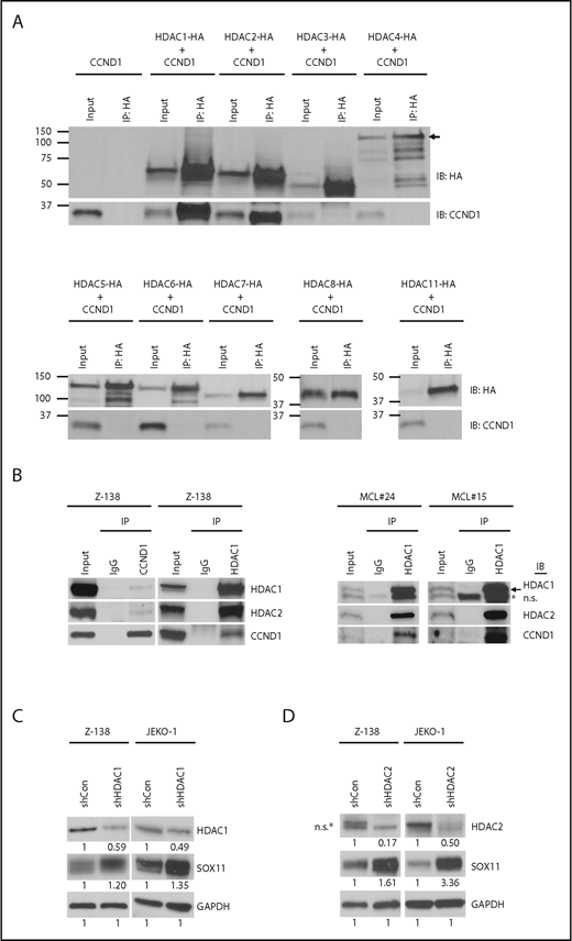 Figure 3. CCND1 interacts with HDAC1 and HDAC2. (A) HEK-293T cells were transiently cotransfected with untagged CCND1 and individual HA-tagged HDACs and immunoprecipitated (IP) with HA antibody followed by immunoblotting (IB) with indicated antibodies. Lysates before immunoprecipitation were used as input samples. Arrow indicates specific bands for HDAC4-HA. (B) Z-138 cells or primary MCL samples were immunoprecipitated with isotype control immunoglobulin G (IgG), CCND1, or HDAC1 antibody and immunoblotted with indicated antibodies. Lysates before immunoprecipitation were used as input samples. Arrow indicates specific HDAC1 staining. (C-D) Z-138 and JEKO-1 cells were stably transduced with control, HDAC1 (C), or HDAC2 (D) shRNA, and protein expression was analyzed by immunoblot analysis with indicated antibodies 3 days after transduction. *Nonspecific (n.s.) bands.