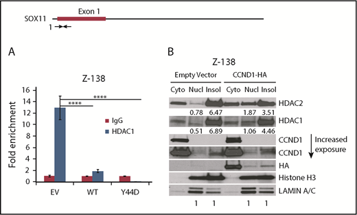 Figure 4. Reduced chromatin localization of HDAC1 in CCND1 overexpressing cells. (A) Chromatin immunoprecipitation assays for the SOX11 gene from Z-138 cells stably transduced with empty vector (EV), WT, or mutant Y44D CCND1. Bar graphs show means of quantitative PCR signals of region 1 (amplicon 1) pulled down by the HDAC1 antibody as fold enrichment relative to the background signals from the isotype control immunoglobulin G (IgG) antibody. Error bars, standard deviation. (B) Cytosolic, soluble, and insoluble nuclear extracts were prepared as described in “Materials and methods” from Z-138 cells that stably expressed empty vector or WT CCND1-HA. The extracts were immunoblotted with indicated antibodies. LAMIN A/C and histone H3 were used to confirm nuclear fractions. ****P < .0001 by 2-sided Student t test. cyto, cytoplasmic; insol, insoluble nuclear fraction; Nucl, soluble nuclear fraction.