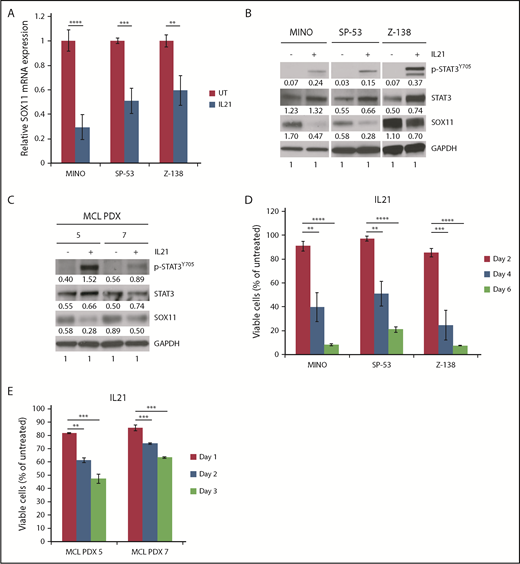 Figure 6. Effects of IL-21 on STAT3 activity, SOX11 expression, and cell viability in MCL cells. (A) Indicated MCL cell lines were treated with 50 ng/mL of IL-21 for 96 hours, and SOX11 mRNA was analyzed by qPCR. Shown are the means of mRNA expression levels after normalization to GAPDH signals from 4 independent amplification experiments. (B) Immunoblot analysis of indicated MCL cell lines treated as described in panel A. (C) Immunoblot analysis of MCL PDX models treated with 50 ng/mL of IL-21 for 72 hours. (D) Indicated MCL cell lines were treated with 50 ng/mL of IL-21, and viable cells (propidium iodide (PI) negative) were assessed by flow cytometry at indicated times. Shown are the means of PI− fractions compared with untreated samples from at least 2 independent experiments. (E) MCL PDX cells were treated with IL-21, and viable cells were analyzed as in panel D for the indicated times. Shown are the means of PI− fractions compared with untreated samples from at least 2 independent experiments. Error bars, standard deviation. **P < .01, ***P < .001, ****P < .0001 by 2-sided Student t test.